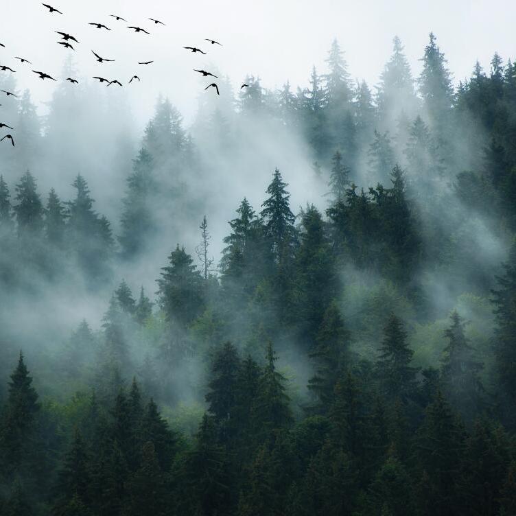 Papier peint forêt de sapins vue du ciel