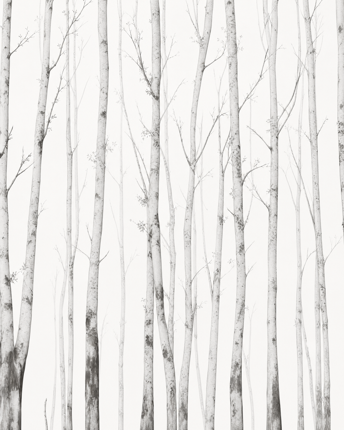 Papier peint bouleau – vue 1