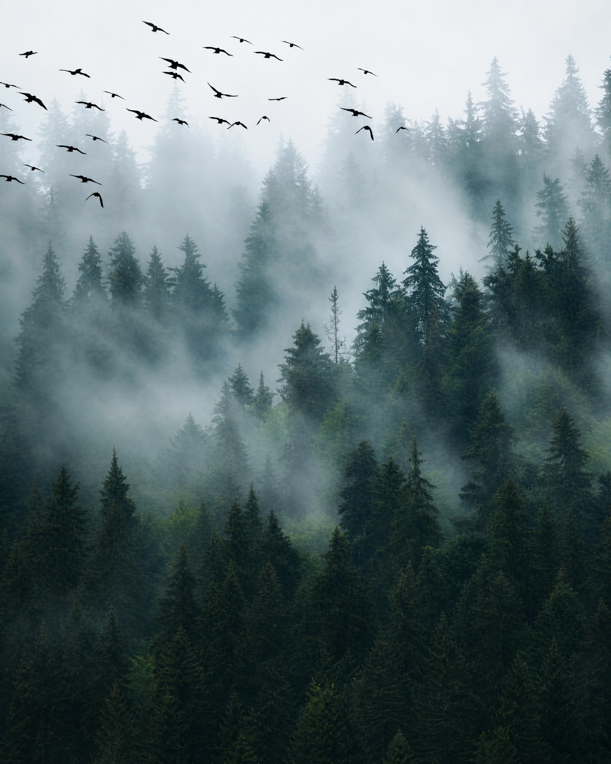 Papier peint forêt – vue 1
