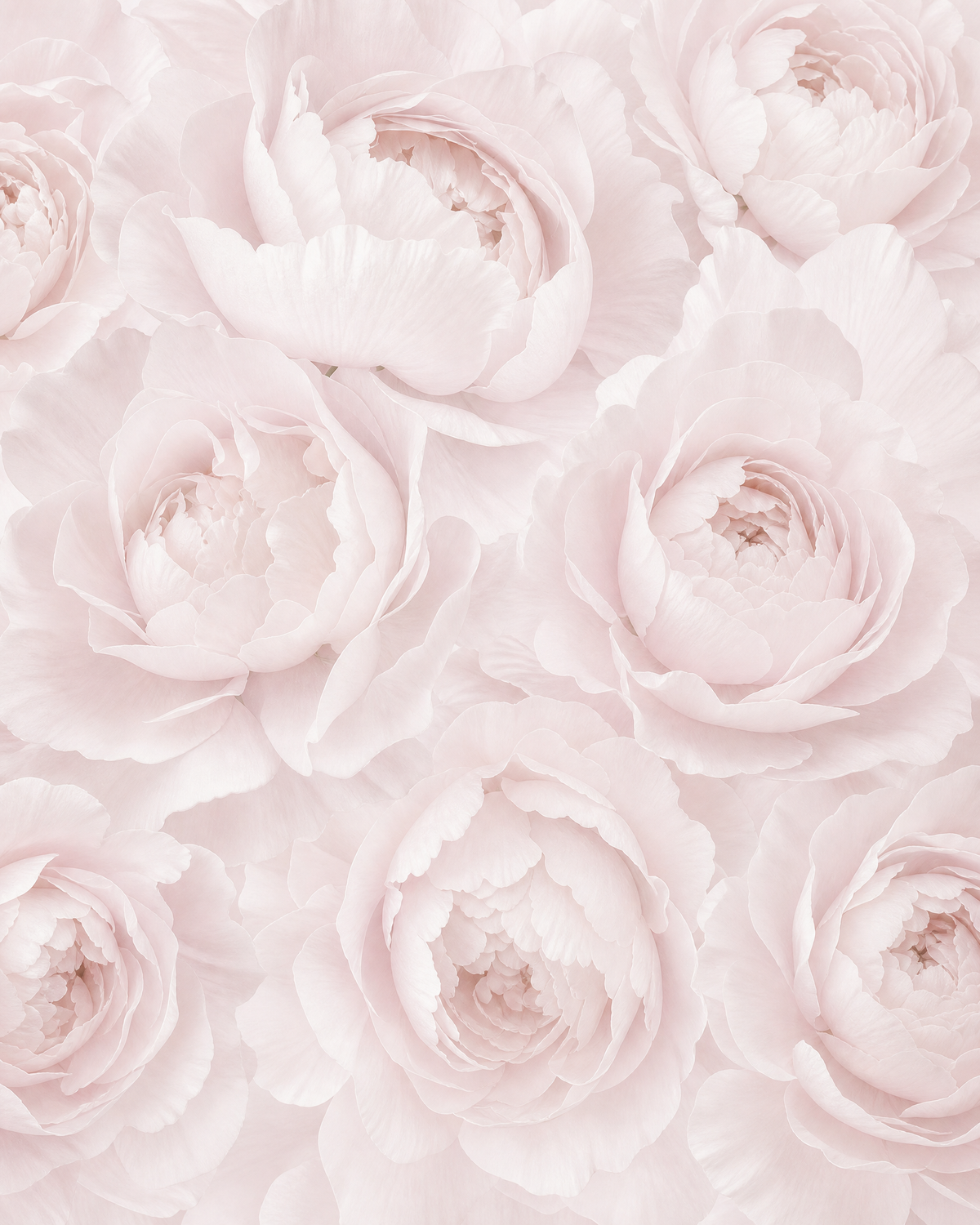 Papier peint grosses fleurs – vue 1