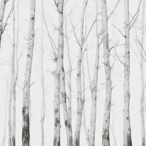 Papier peint bouleau forêt noir et blanc