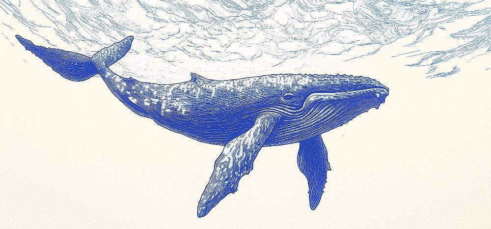 Papier peint baleine bleue illustration