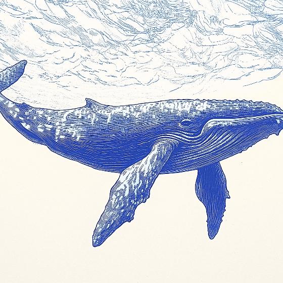 Papier peint baleine bleue illustration