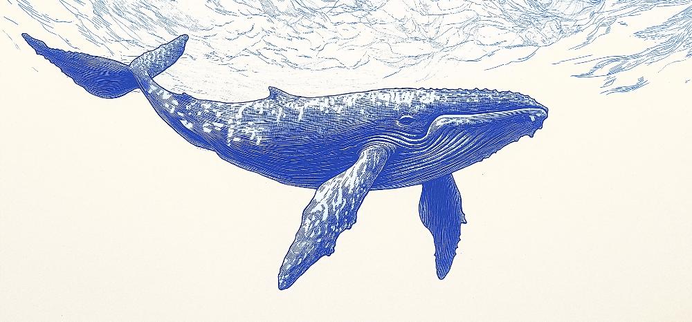 Papier peint baleine bleue illustration