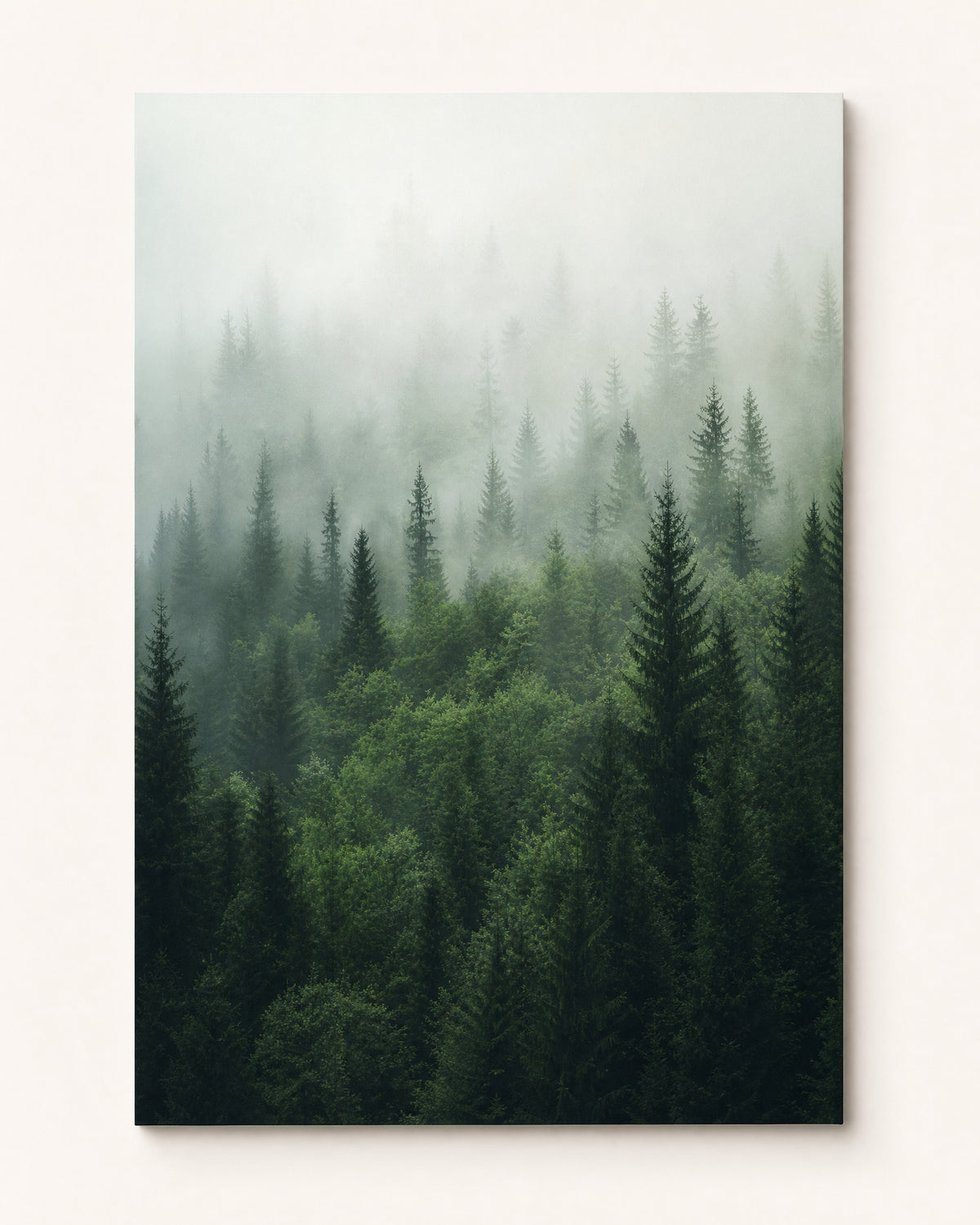 Papier peint sapin forêt nordique brume