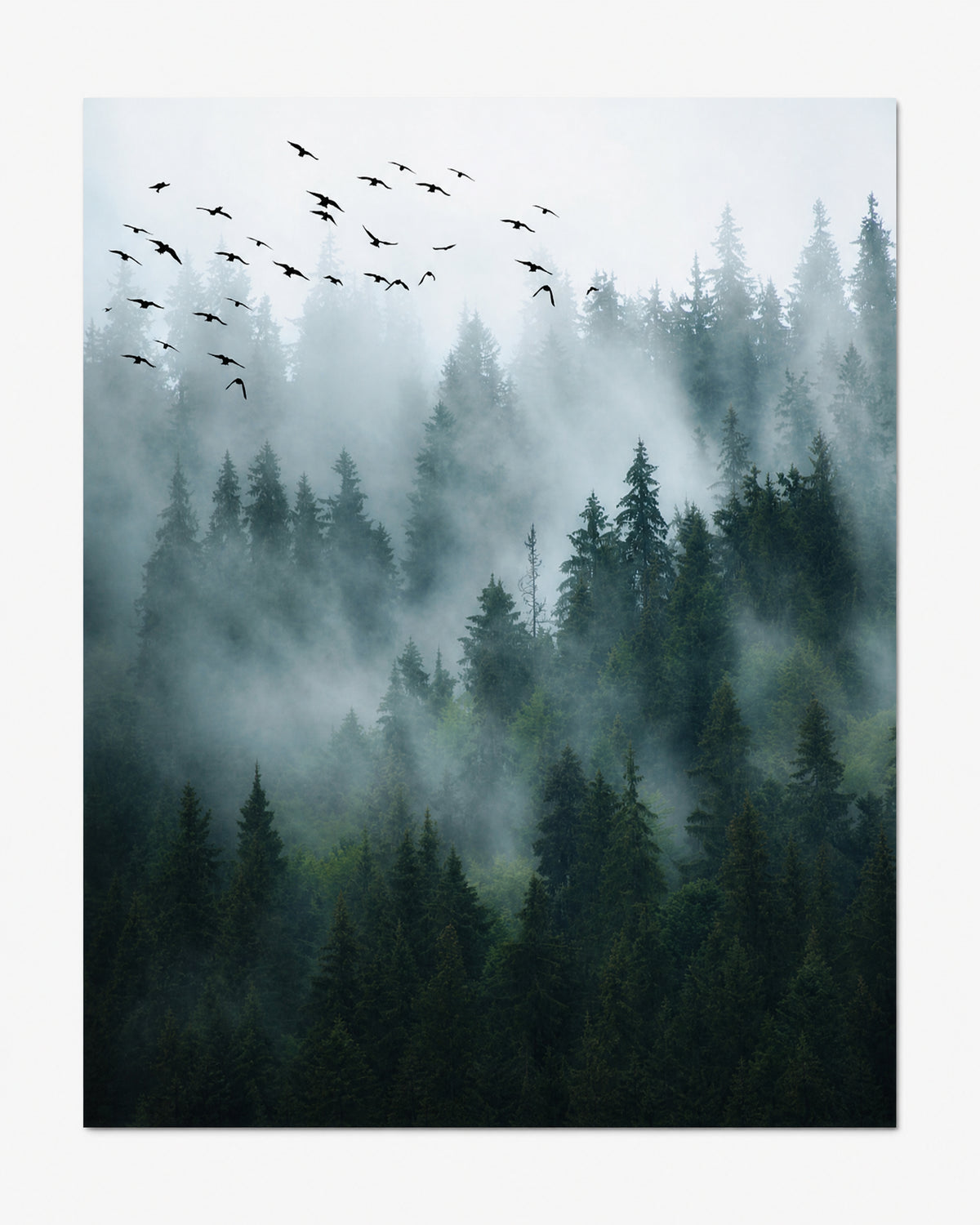 Papier peint forêt de sapins vue du ciel